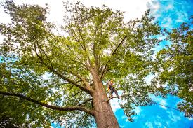 Best Tree Health Inspection  in Old Hill, CT