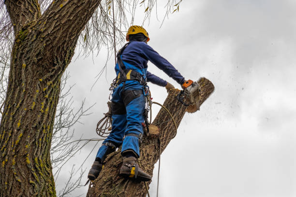 Best Arborist Consultation Services  in Old Hill, CT