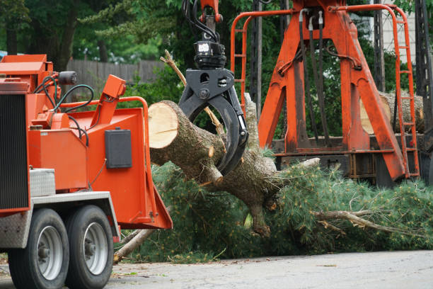 Best Stump Grinding and Removal  in Old Hill, CT